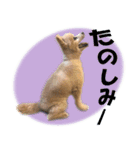 ポメラニアンの♡ロンちゃん（個別スタンプ：16）
