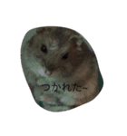 可愛い動物スタンプです！（個別スタンプ：12）
