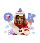 英語をしゃべる犬"チャオくん"の日常（個別スタンプ：2）