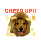 英語をしゃべる犬"チャオくん"の日常（個別スタンプ：31）