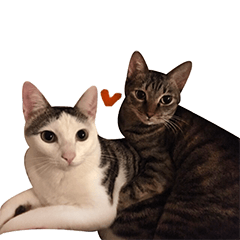 [LINEスタンプ] Daily DoMi