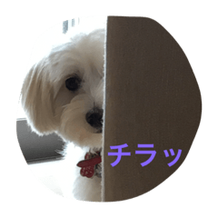 [LINEスタンプ] マルックスのはるの画像（メイン）