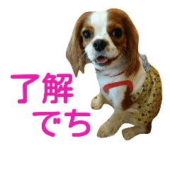 [LINEスタンプ] [キャバリア]島のつくしスタンプ