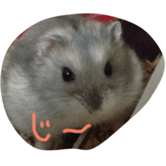 [LINEスタンプ] ジャンガリアンハムスターのまるくん