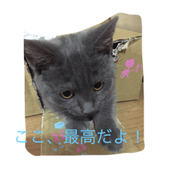 [LINEスタンプ] シャルトリューの猫