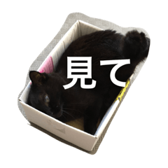 [LINEスタンプ] 箱ねこ いっちゃん