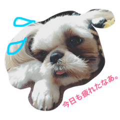 [LINEスタンプ] ポテトの日常スタンプ