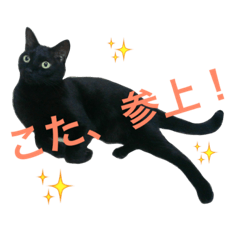 [LINEスタンプ] H家の小太郎さん