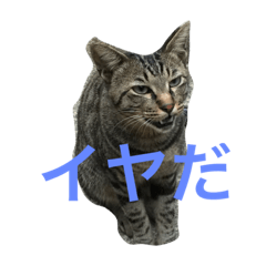 [LINEスタンプ] よも猫