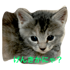 [LINEスタンプ] mini mini cat