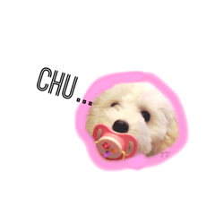 [LINEスタンプ] プードルの笑夢と福丸