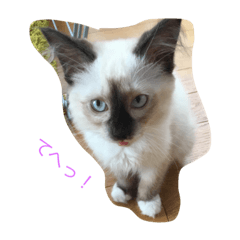 [LINEスタンプ] 猫のギズモと5ニャング