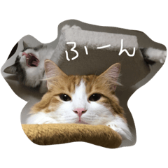 [LINEスタンプ] ハルマトム