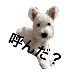 [LINEスタンプ] 風太とめい