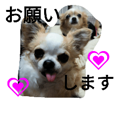 [LINEスタンプ] チワワのそらめい2