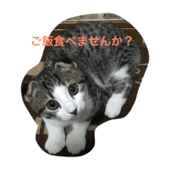 [LINEスタンプ] KOTETSU (cat)