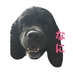 [LINEスタンプ] アメコカ チョコちん