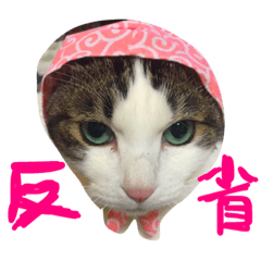 [LINEスタンプ] ぶーこふくももの日常スタンプ