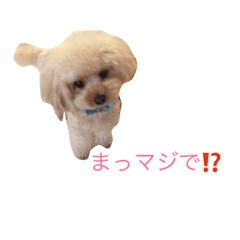 [LINEスタンプ] toy poodle  coo ＆ poco