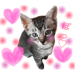 [LINEスタンプ] かわいい猫 ふぅ＆みぃ