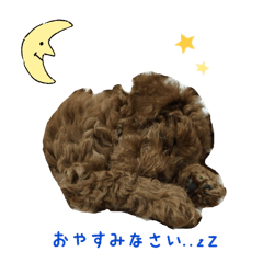[LINEスタンプ] toy poodle Kiki 1
