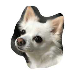 [LINEスタンプ] rinrinrinchan