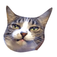 [LINEスタンプ] 不思議な愛猫 フーちゃん❤︎