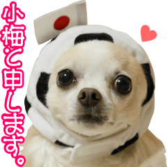 [LINEスタンプ] 小梅な毎日♪