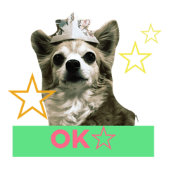 [LINEスタンプ] チワワのサクラ