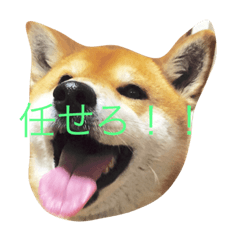 [LINEスタンプ] 究極の癒しの柴犬