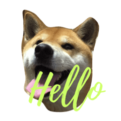 [LINEスタンプ] 究極の癒しの柴犬2