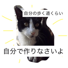 [LINEスタンプ] 猫先生のお言葉の画像（メイン）