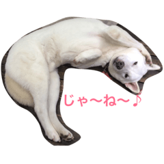 [LINEスタンプ] 保護っ子たち①