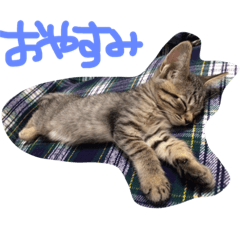 [LINEスタンプ] さく日常のあいさつ