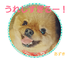 [LINEスタンプ] ポメラニアンあずきちゃん②