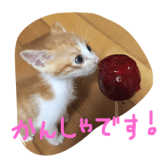 [LINEスタンプ] 少し大きくなったきんちゃん