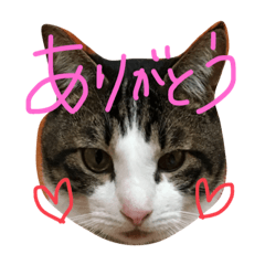 [LINEスタンプ] たまじろぅ②