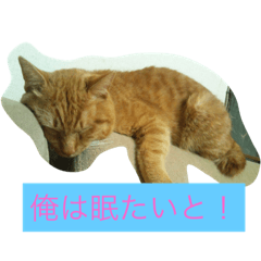 [LINEスタンプ] Tweet of the cat