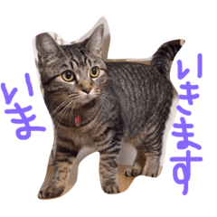 [LINEスタンプ] ねこ さくのアイサツ②