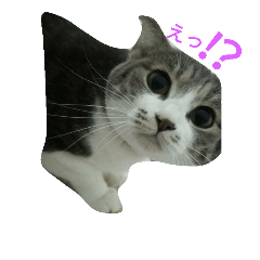 [LINEスタンプ] ニャーコ だよ～！