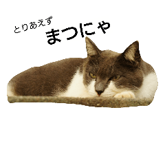 [LINEスタンプ] とりあえずにゃんだふる