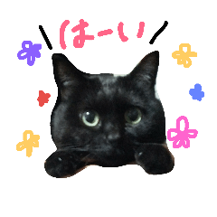 [LINEスタンプ] 黒猫ナナちゃんのスタンプ