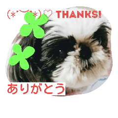 [LINEスタンプ] シーズー犬のももこちゃん