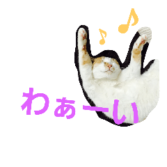 [LINEスタンプ] Everyday HOUSE CATS