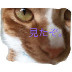 [LINEスタンプ] ニャンコの気持ち②