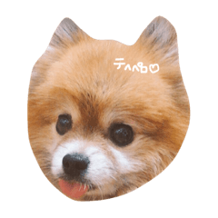 [LINEスタンプ] ポメラニアンのぶう
