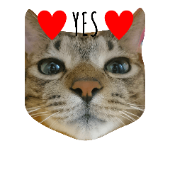 [LINEスタンプ] キジトラ猫のルナ