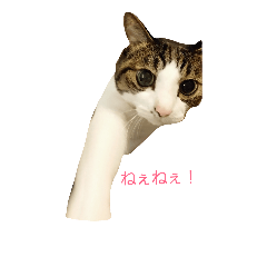 [LINEスタンプ] Catchat