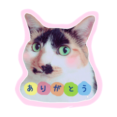 [LINEスタンプ] ねこ 富士山 ふくちゃんスタンプ♡