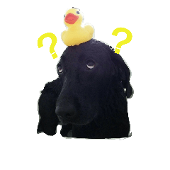[LINEスタンプ] 黒ラブ はなちゃん